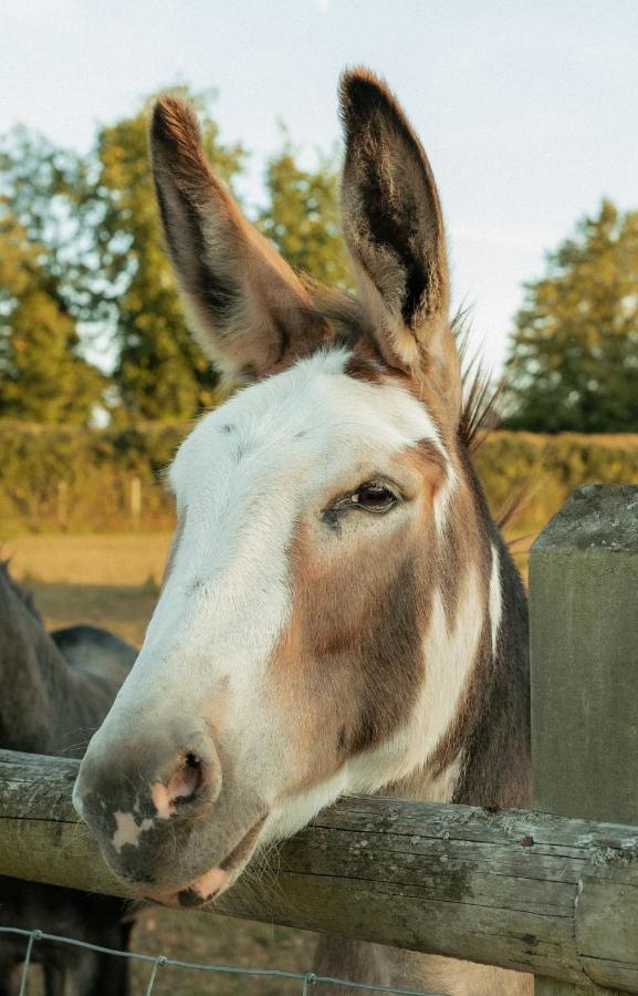 Vila Glamping At The Retreat Wiltshire Is Rural Bliss Chippenham  Exteriér fotografie